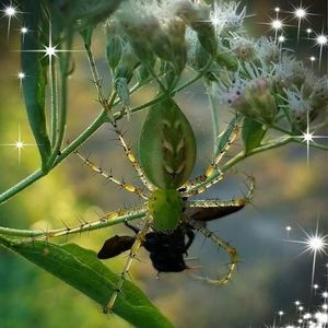 Wildlife Photography